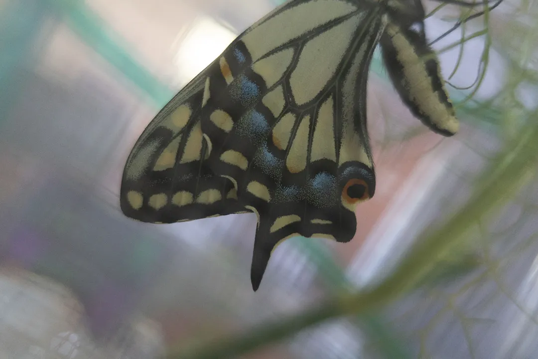 What can I feed a swallowtail butterfly?, Adult Nutrition