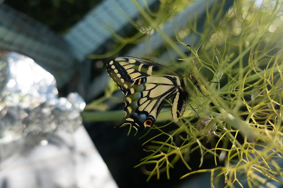 What can I feed a swallowtail butterfly?