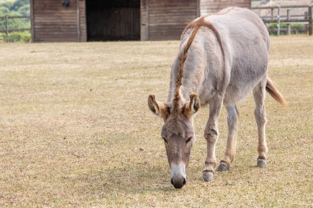 What can mules not eat?, Rich Forages