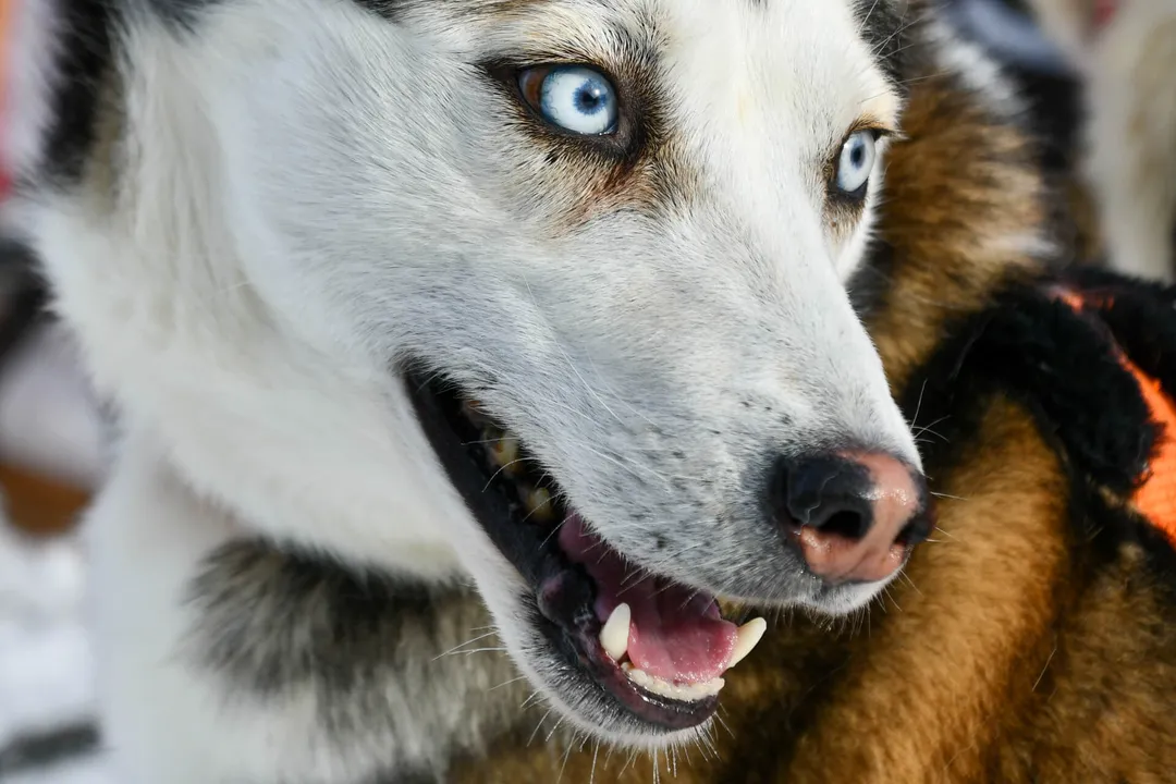 What was the primary historical function defining the Siberian Husky's physical structure?