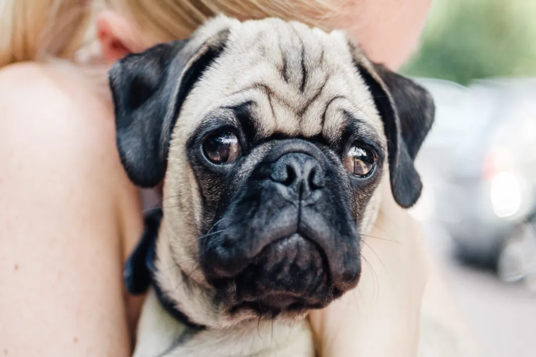 What category do Pugs fall under?, Breed Groupings