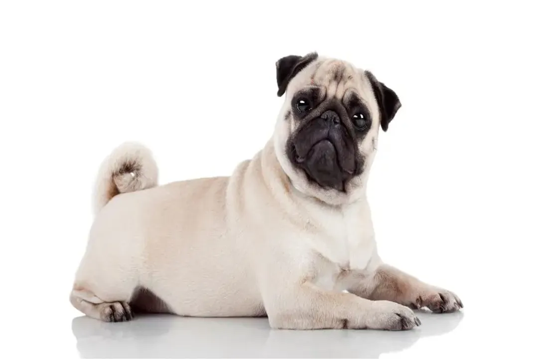 What category do Pugs fall under?, Functional Versus Health Categories