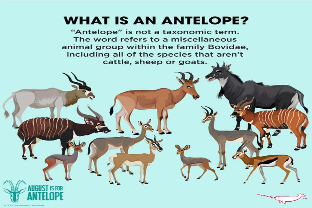 What category is an antelope in?