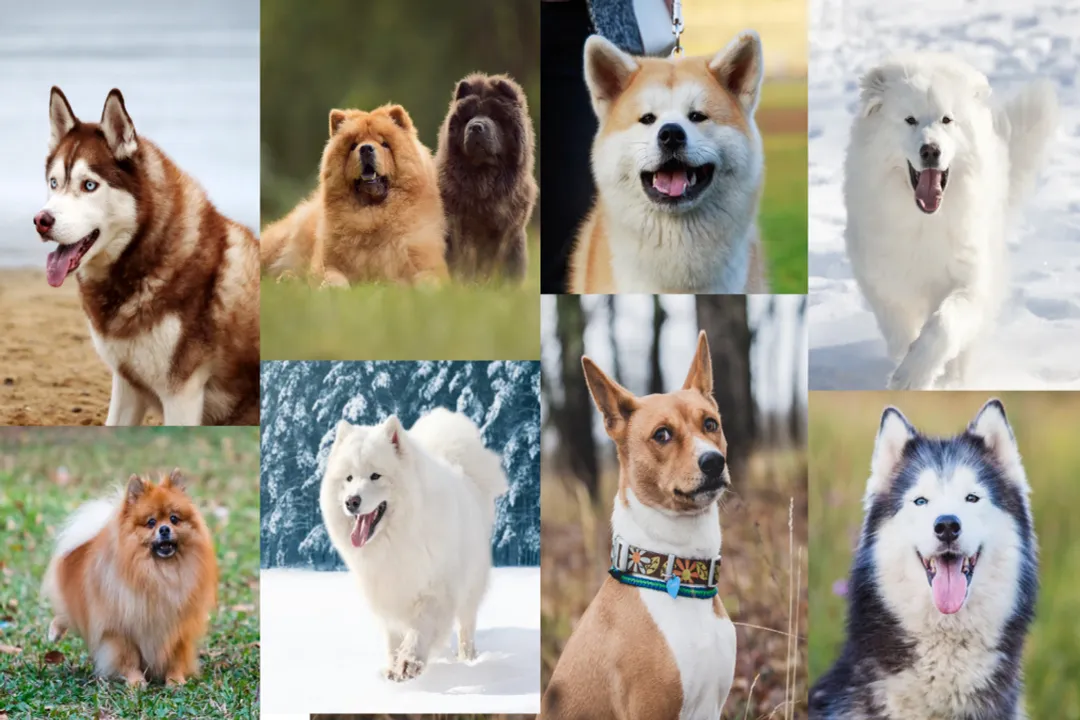 What category is spitz?, Global Groupings