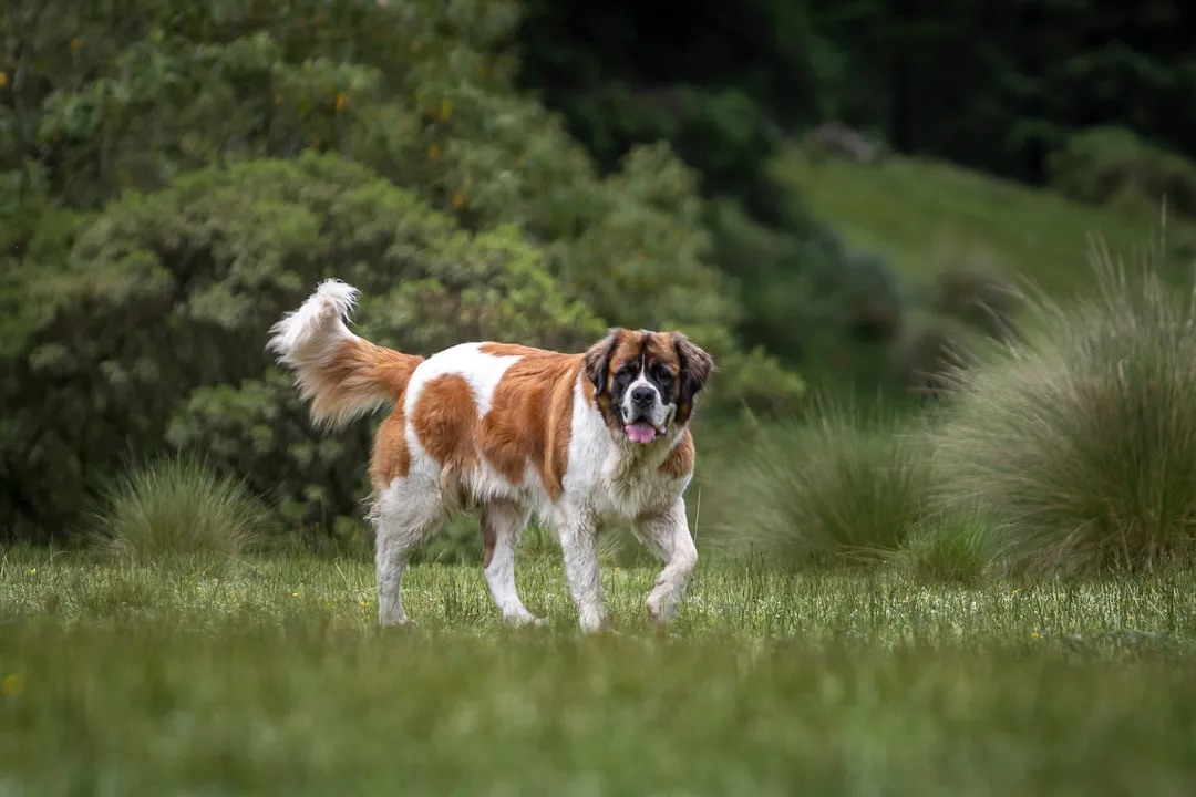 What category of dog is a St. Bernard?, Gentle Nature