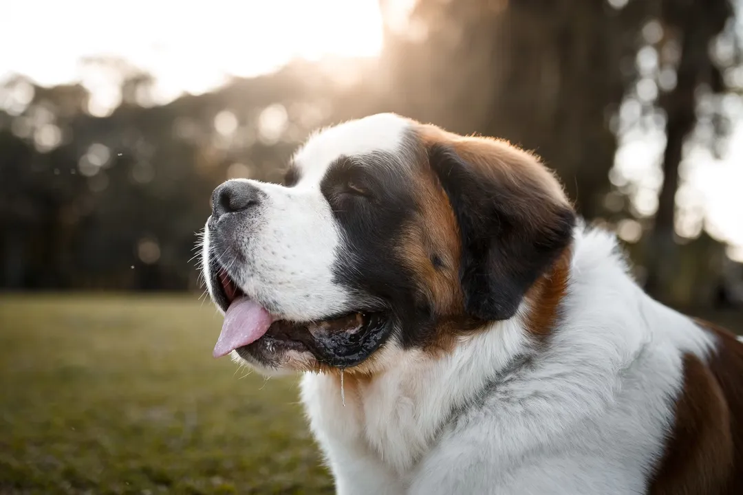 What category of dog is a St. Bernard?, Working Group Status