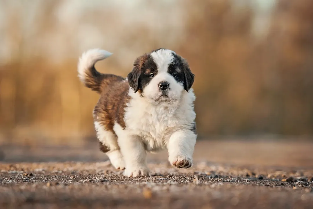 What category of dog is a St. Bernard?, Alpine Beginnings