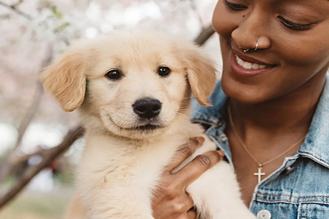 What category of dogs are Dalmatians?, Temperament and Energy