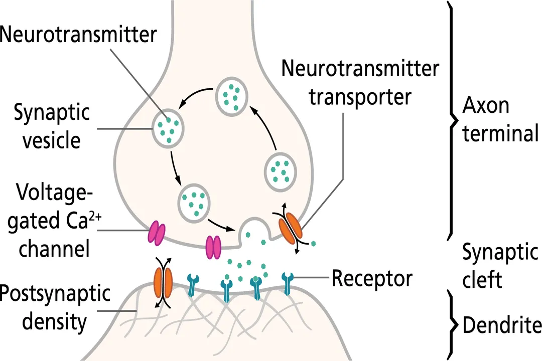 What causes action potentials in neurons?, Membrane Voltage