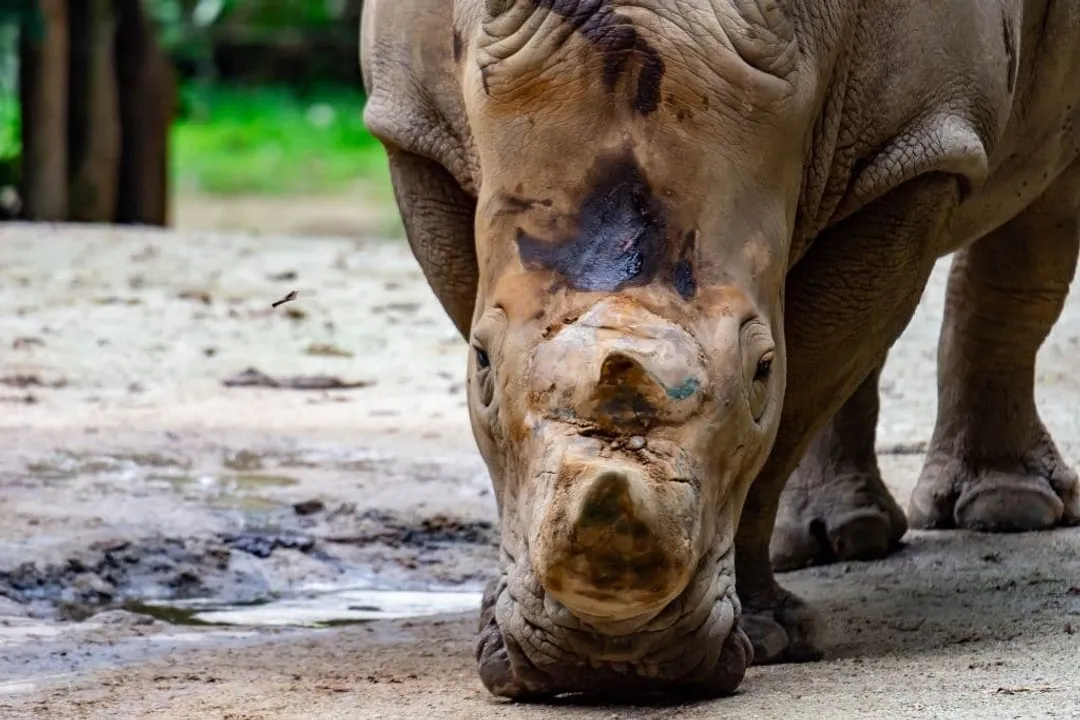 What causes ecosystem collapse?, Human Drivers