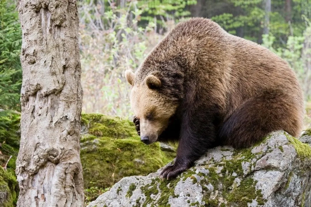 What causes ecosystem collapse?, Biodiversity Loss