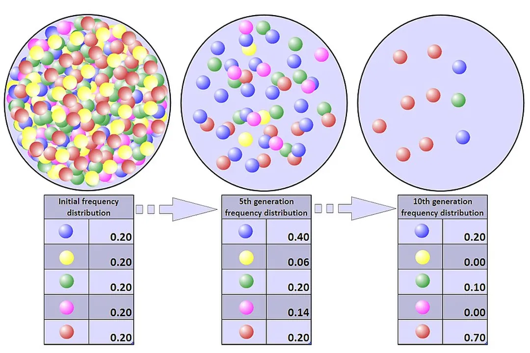 What causes genetic drift in populations?