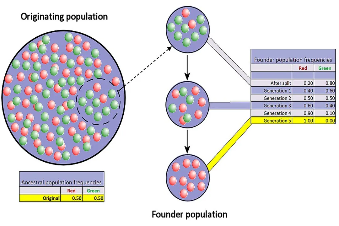 What causes genetic drift in populations?, Population Size