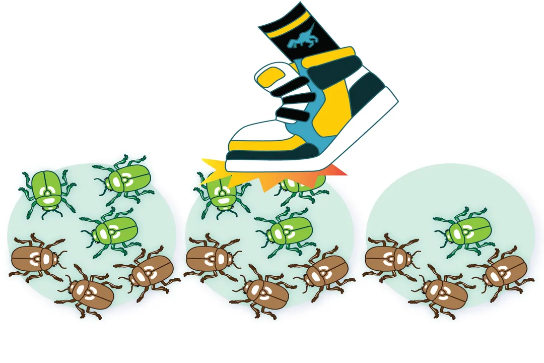 What causes genetic drift in populations?, Founder Effect