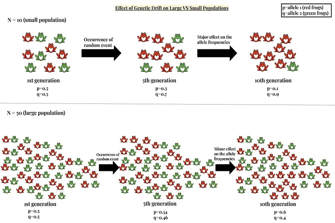 What causes genetic drift in populations?, Random Sampling