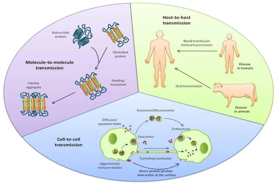 What causes protein misfolding diseases?, Shape Function