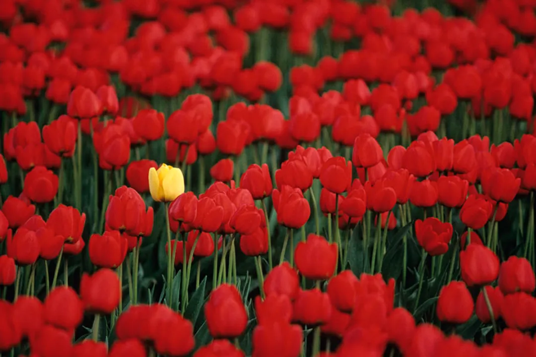 What causes statistical outliers?, Observation Deviation