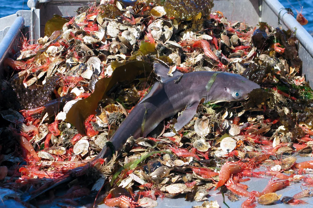 What causes trophic cascades?, Initiating Factors