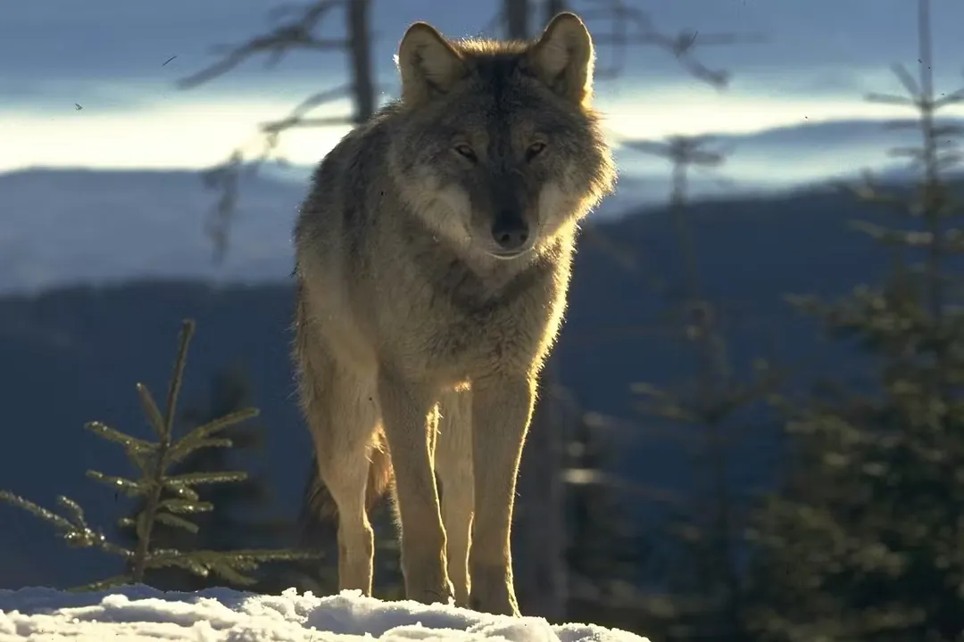 What causes trophic cascades?, Defining Structure