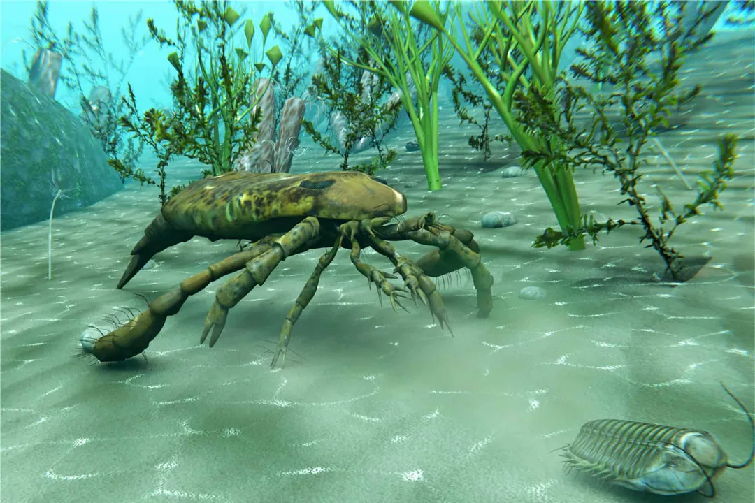 What class is a sea scorpion?, Arthropod Kinship