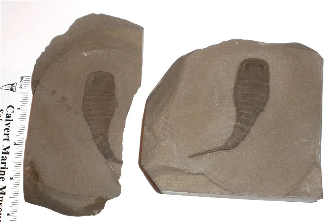 What class is a sea scorpion?, Ancient Waters