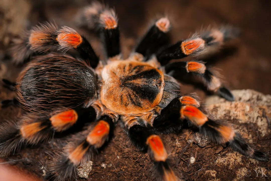 What class is the Mexican redknee tarantula a member of?, Animal Kingdom Rank