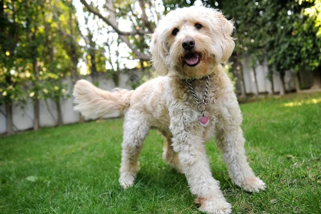 What class of dog is a Labradoodle?, Breed Variations