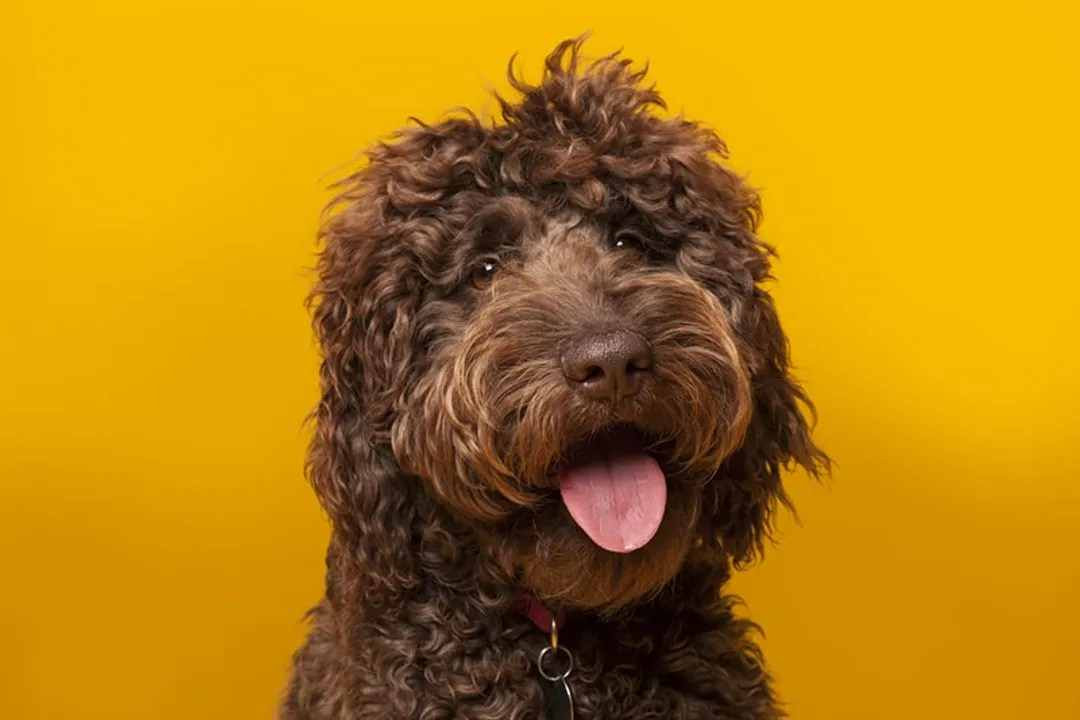 What class of dog is a Labradoodle?, Hybrid Status