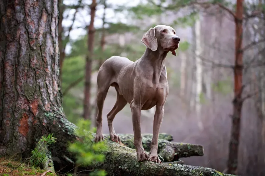 What class of dog is a Weimaraner?, Sporting Heritage