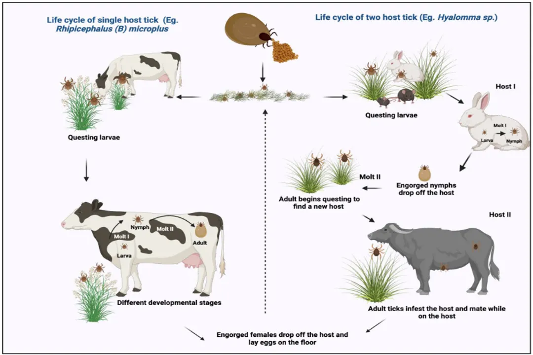 What classification do ticks fall under?, Class Arachnida