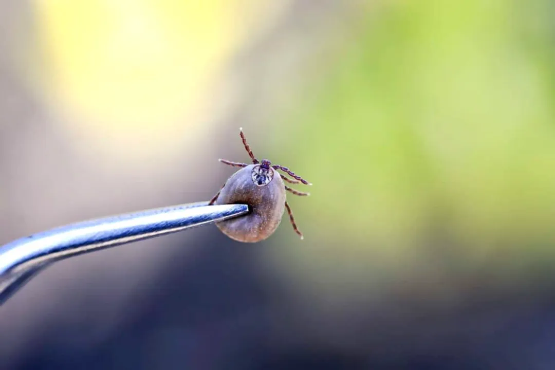 What classification do ticks fall under?, Phylum Arthropoda