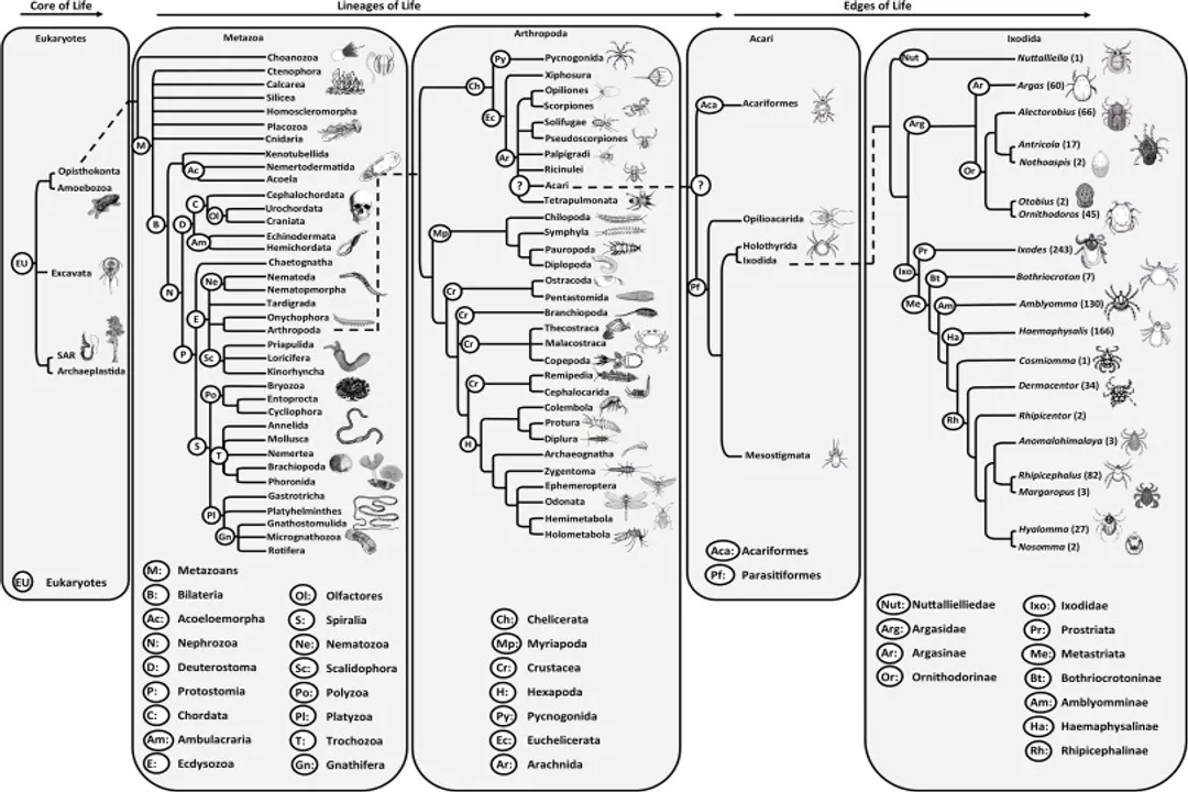 What classification do ticks fall under?, Kingdom Animalia