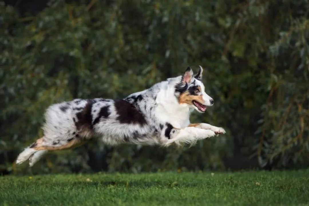 What classification is the Australian Shepherd?, Naming Confusion