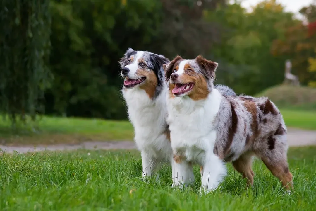 What classification is the Australian Shepherd?, Breed Group Placement