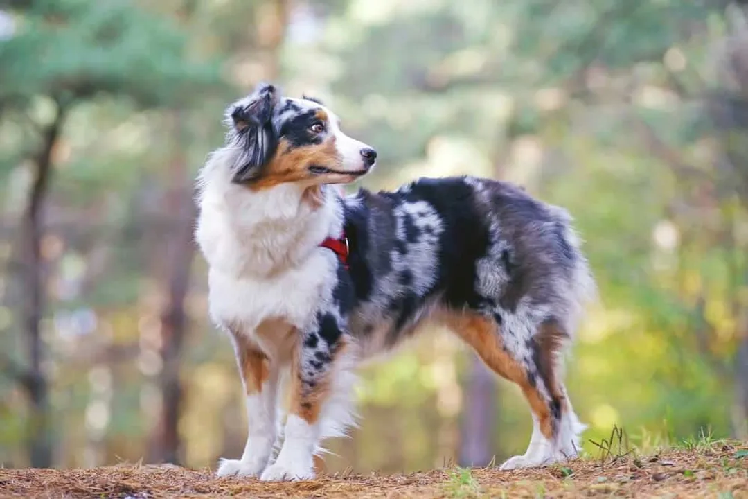 What classification is the Australian Shepherd?, Working Heritage Impact