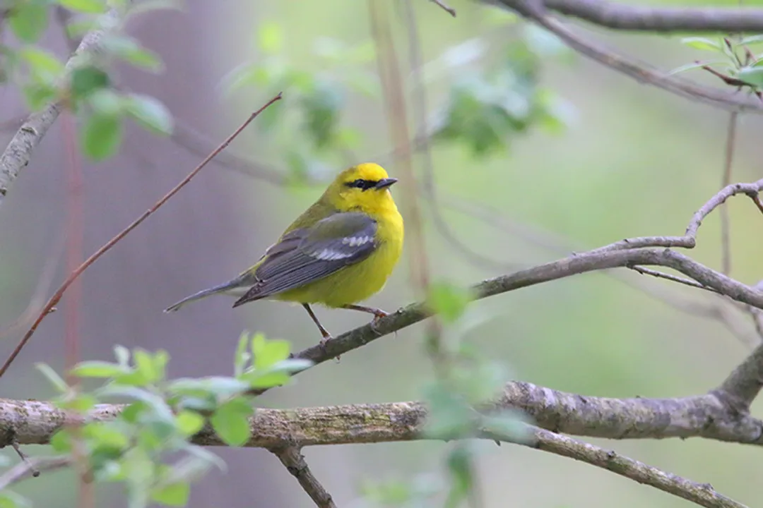 What classifies a bird as a warbler?, Taxonomic Split