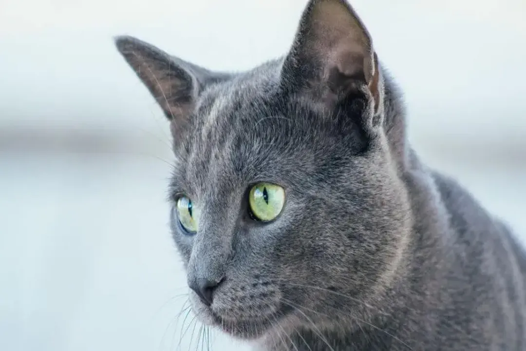 What classifies a Russian Blue?, Body Structure