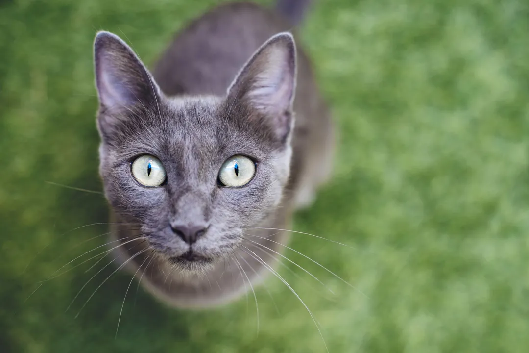 What classifies a Russian Blue?
