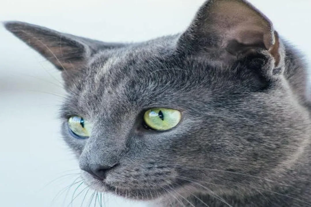 What classifies a Russian Blue?, Eye Color