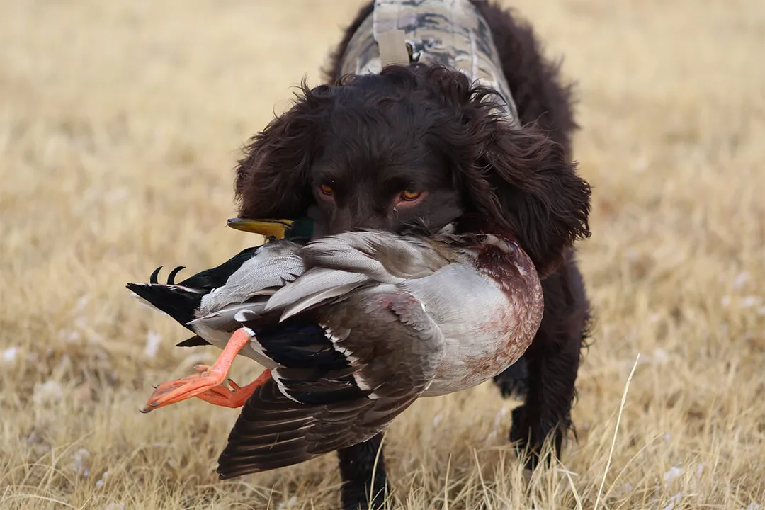 What color eyes do Boykins have?, Color Range