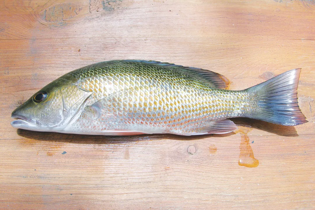 What color is a mangrove snapper?, Typical Hue