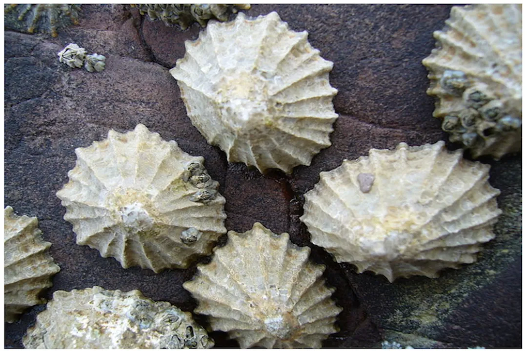 What defines a biological species?