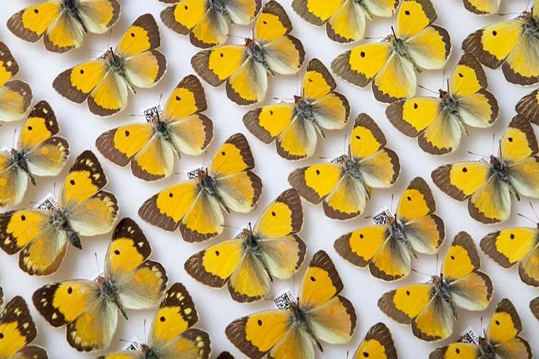 What defines a biological species?, Reproductive Walls