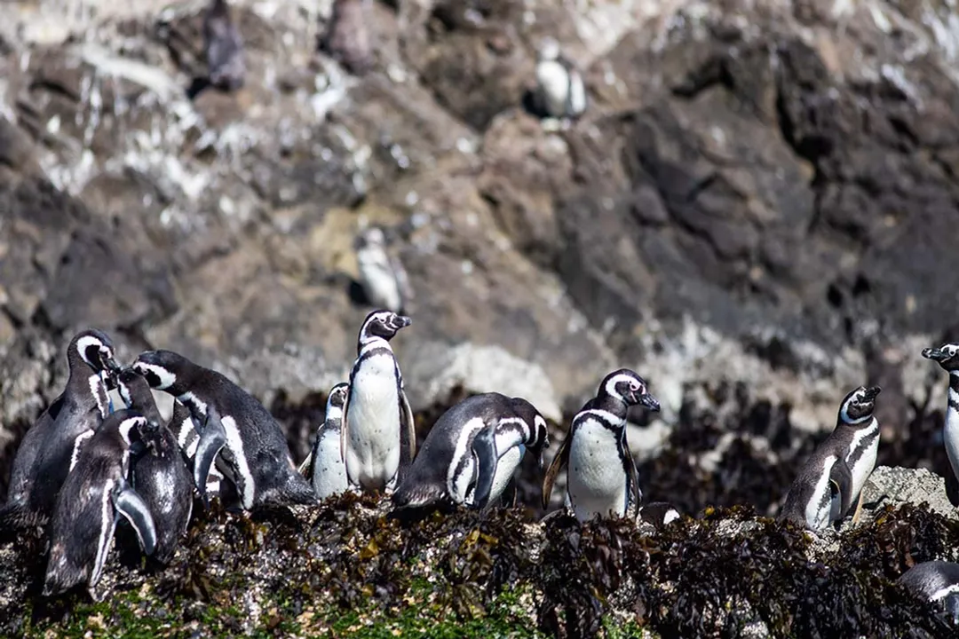 What defines a biological species?, Alternative Views