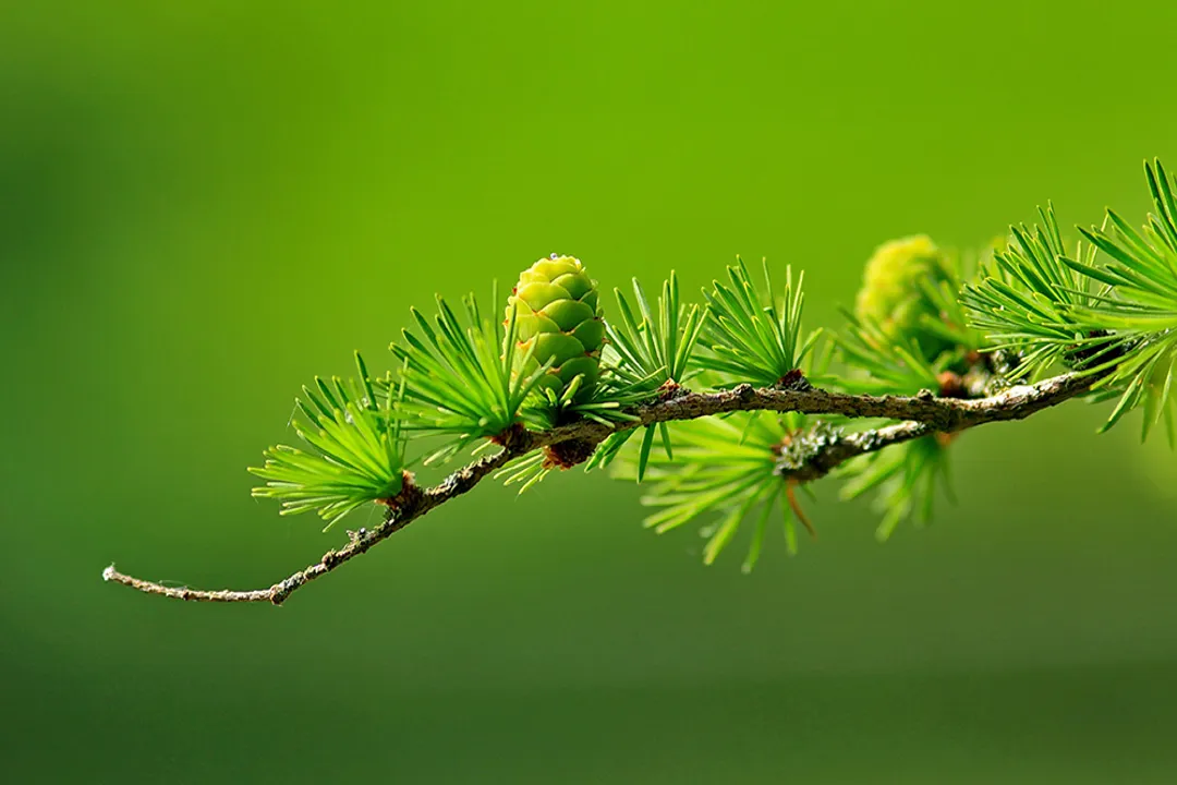 What defines a biological species?, Concept Limits