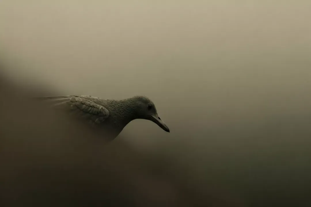 What defines ecological carrying capacity?, Limiting Factors