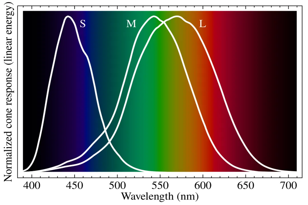What determines color perception?, Photoreceptors Activity