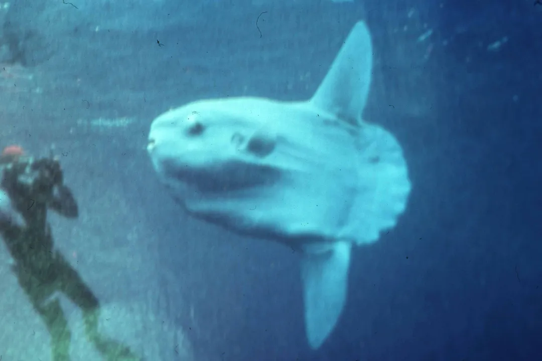 What determines reproductive strategies?, Environmental Impact