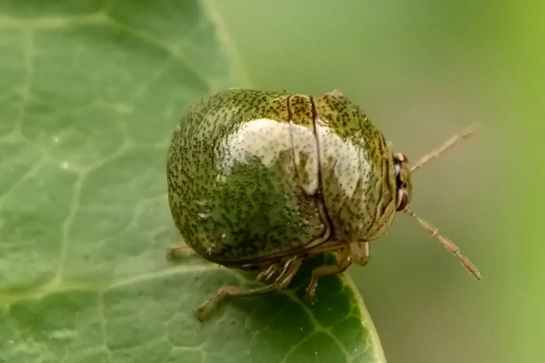 What deters kudzu bugs?