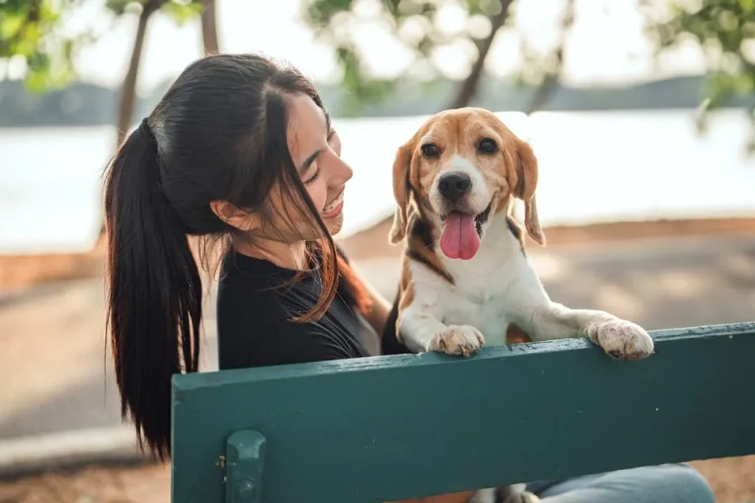 What did Beagles evolve from?, Early Scent Hounds